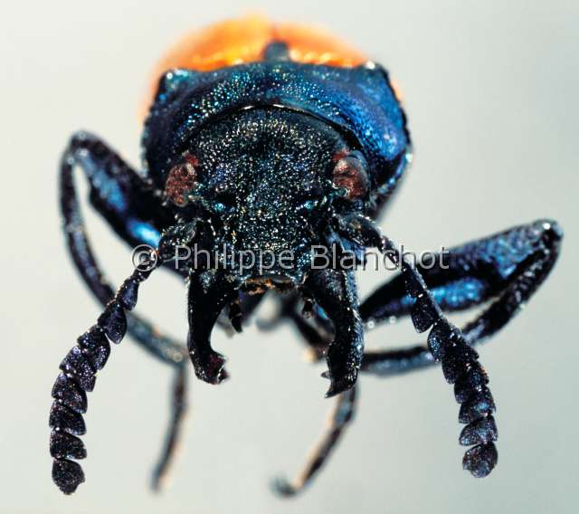 Labidostomis taxicornis.JPG - Labidostomis taxicornis (Portrait)Leaf beetleColeopteraChrysomelidaeFrance